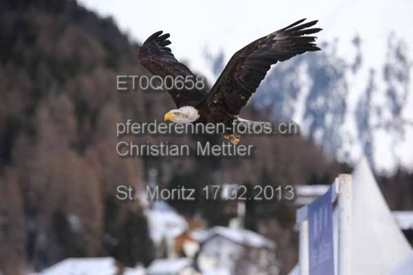 ET0Q0658 prot